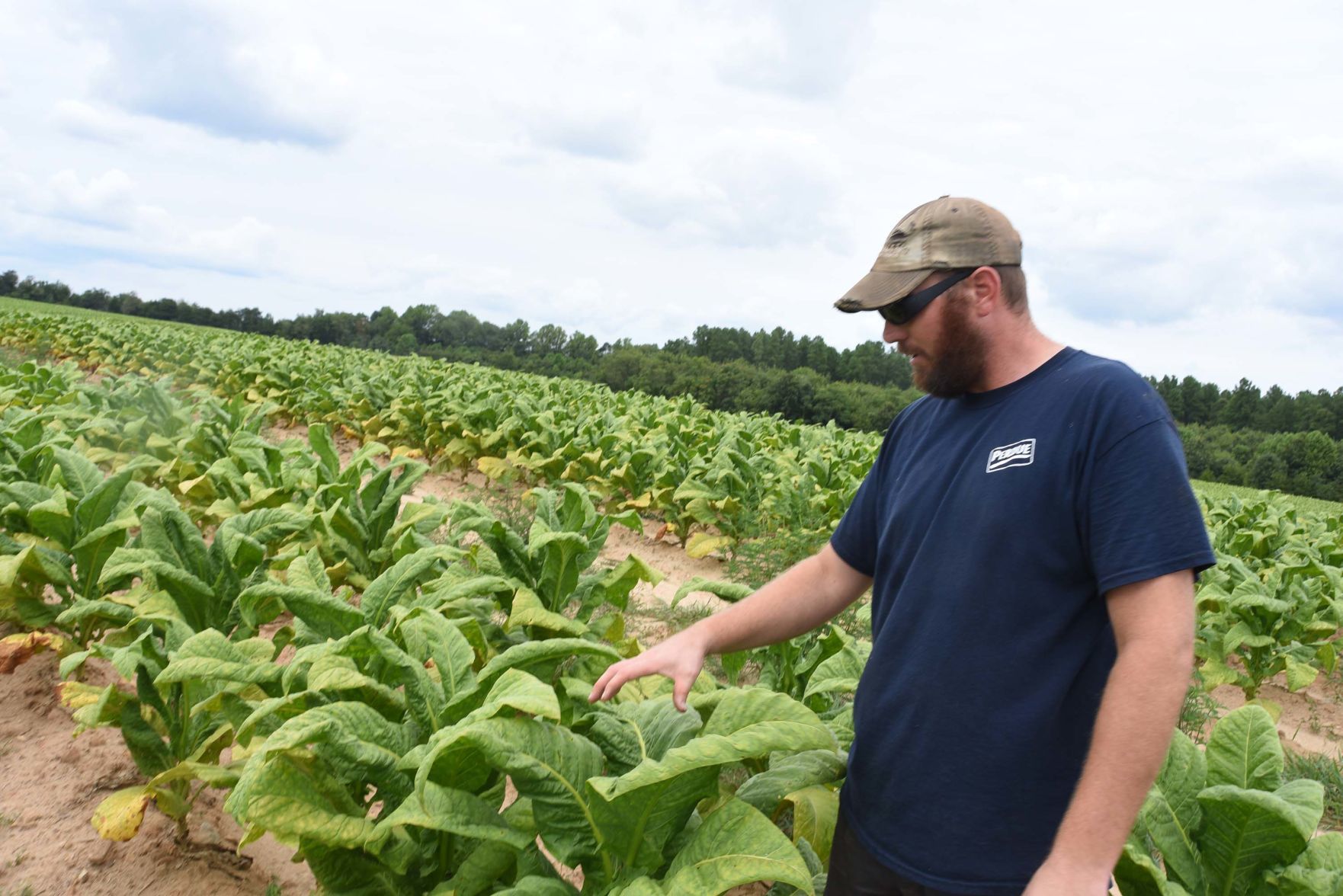 Tobacco